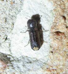 Amphicerus bicaudatus