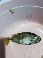 Siganus spinus