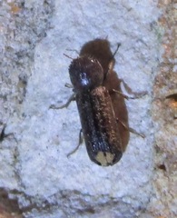 Amphicerus bicaudatus