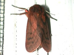 Phragmatobia assimilans