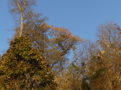 Pterocarpus marsupium