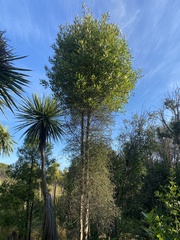 Elaeocarpus hookerianus