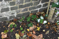 Hedera helix