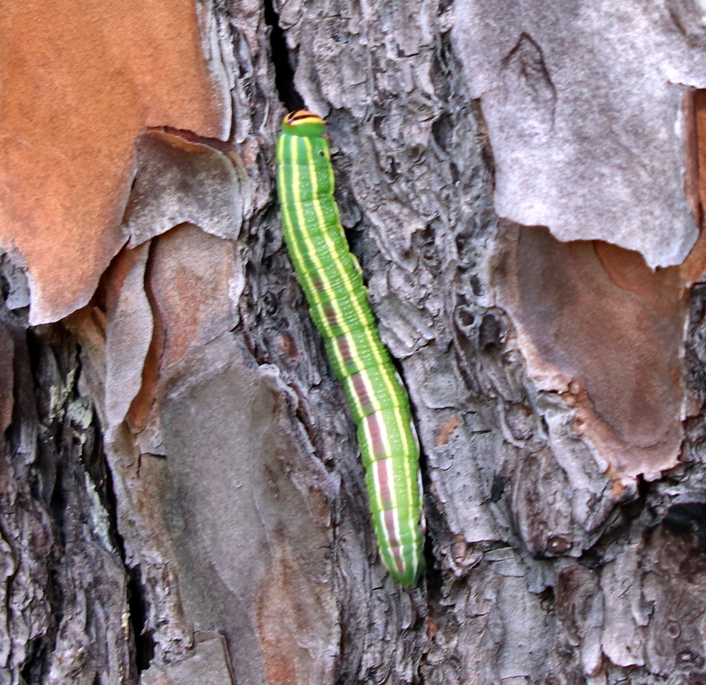 Southern Pine Sphinx