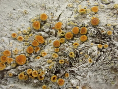 Athallia pyracea