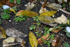 Geranium robertianum