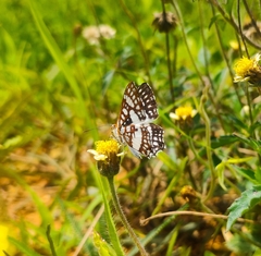 Ariconias glaphyra
