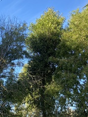 Elaeocarpus hookerianus