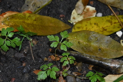 Geranium robertianum