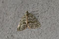 Pseudocoremia indistincta