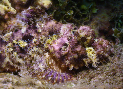 Scorpaenopsis oxycephalus
