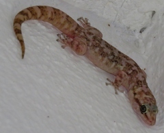 Phyllodactylus xanti