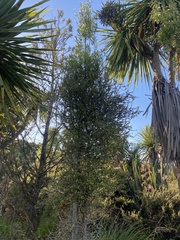 Elaeocarpus hookerianus