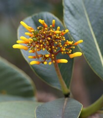 Palicourea rigida