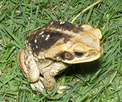 Rhinella diptycha