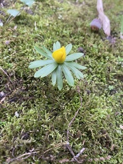 Ranunculoideae