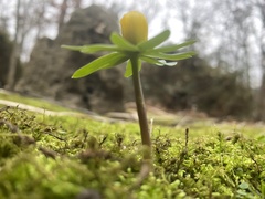 Ranunculoideae