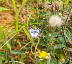 Ariconias glaphyra