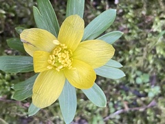Ranunculoideae