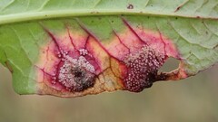 Puccinia phragmitis