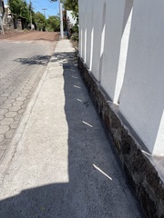 Pseudalsophis steindachneri