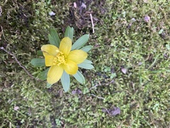 Ranunculoideae