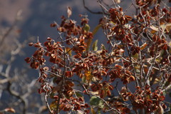 Combretum hereroense