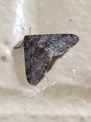 Phigalia denticulata