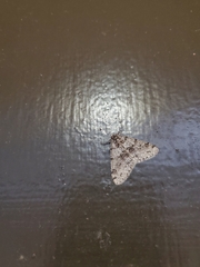 Phigalia denticulata