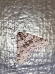 Phigalia denticulata