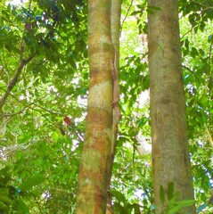 Uroplatus henkeli