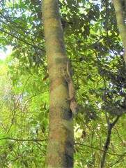 Uroplatus henkeli