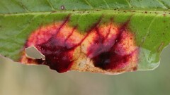 Puccinia phragmitis