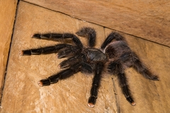 Avicularia avicularia