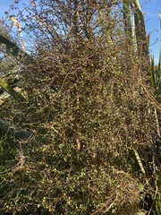 Elaeocarpus hookerianus