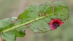 Puccinia phragmitis