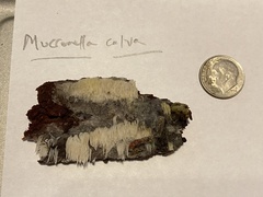 Mucronella calva