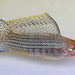 Sailfin Molly - Photo (c) Rob Van Epps, some rights reserved (CC BY-NC), uploaded by Rob Van Epps