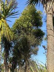 Elaeocarpus hookerianus