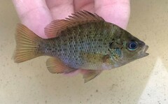 Lepomis punctatus