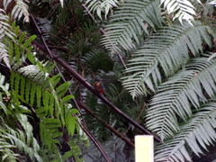 Alcedo atthis bengalensis