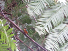 Alcedo atthis bengalensis