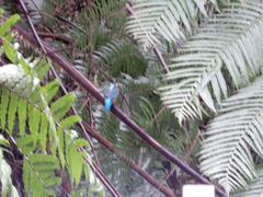 Alcedo atthis bengalensis