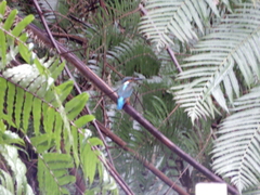 Alcedo atthis bengalensis