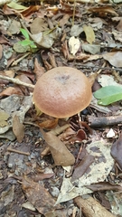 Xerocomus coccolobae