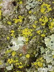 Candelariella efflorescens