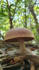 Xerocomus coccolobae
