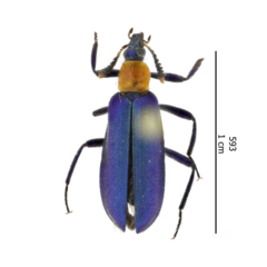 Prionocerus coeruleipennis