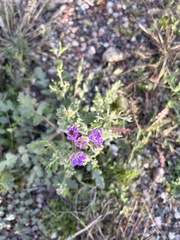 Phacelia crenulata