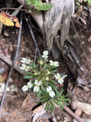 Stylidium rhynchocarpum